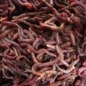वर्मीकल्चर