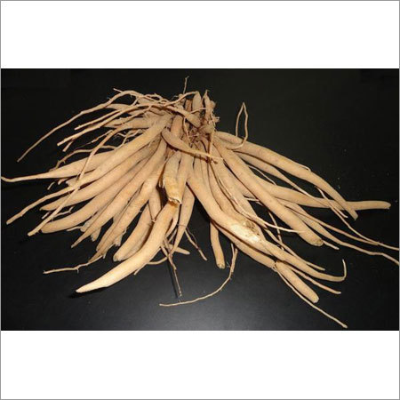 शतावरी की जड़ें