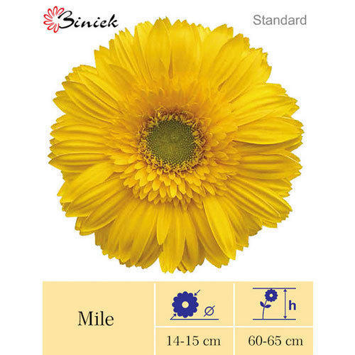 माइल गेरबेरा प्लांट्स