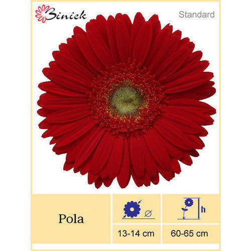 पोला गेरबेरा प्लांट