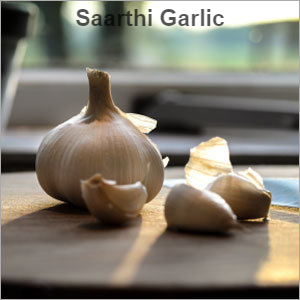 Fresh Garlic