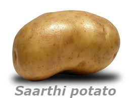 Badshah Potato
