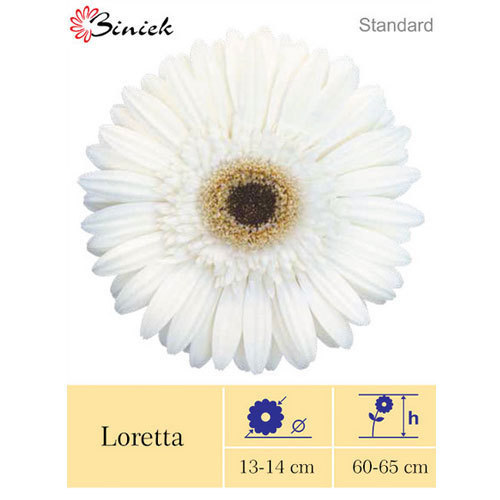 लोरेटा गेरबेरा प्लांट्स