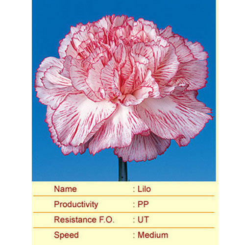 लिलो कार्नेशन प्लांट