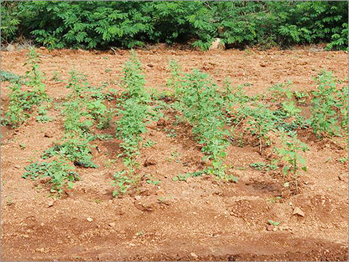 Ground Stage