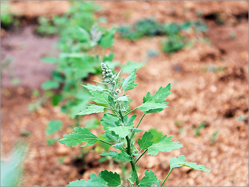 Plant