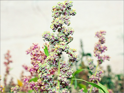 Plant