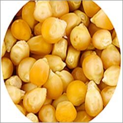 येलो कॉर्न (मक्का)