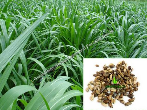 नेपियर Co4 ग्रास सीड्स शुद्धता: 100%