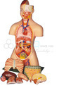 Anatomical Model