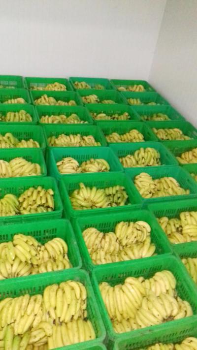 Banana Ripening Chambers 20 X10 X 10