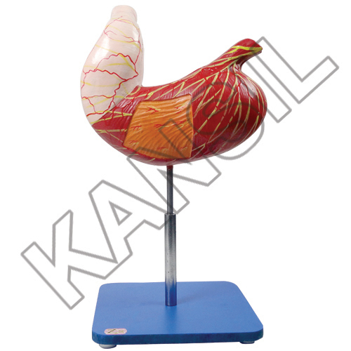 Stomach Model - Anatomical Design with Detailed Organs and Tactile Features | Ideal for Educational and Medical Demonstration