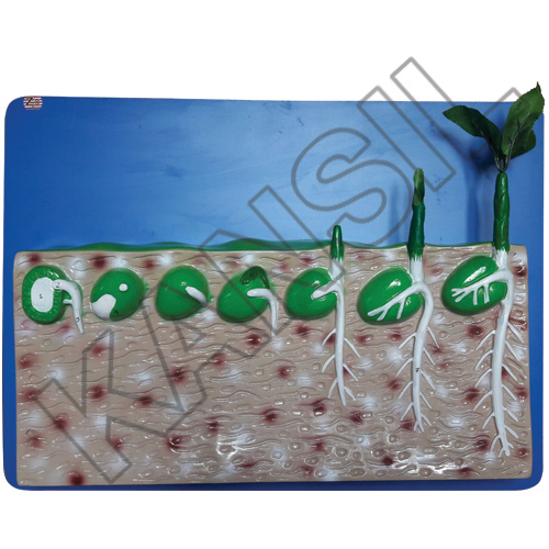 Dicot Seed Germina Model