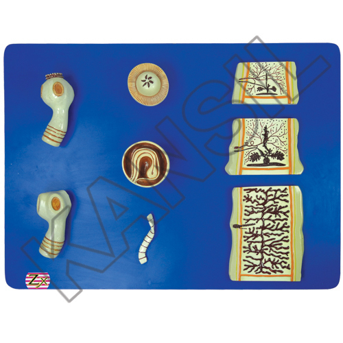 Tape Worm Model - 8-Piece Set Featuring Scolices and Proglottids | Durable Equipment Materials, Size 55x40x6 cm