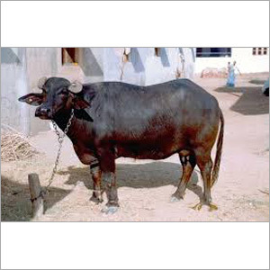 हरियाणा भैंस
