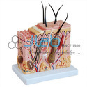 Skin Block Model