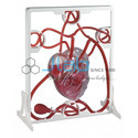 Pumping Heart Model - Pvc, 15 X 10 X 20 Cm, Red | 10 Parts, 1 Kg Weight, 1 Year Warranty, Assembly Required
