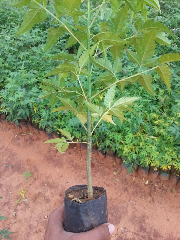 Melia Dubia Plant - Fast-growing Hardwood Tree, 40 Feet Height | Ideal For Reforestation, Plywood, Paper & Pulp Industries