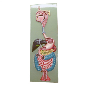 Anatomy Models - Durable Paper and Plastic Charts, 29 Detailed Human Body Structures in Olive Green and Pink Colors