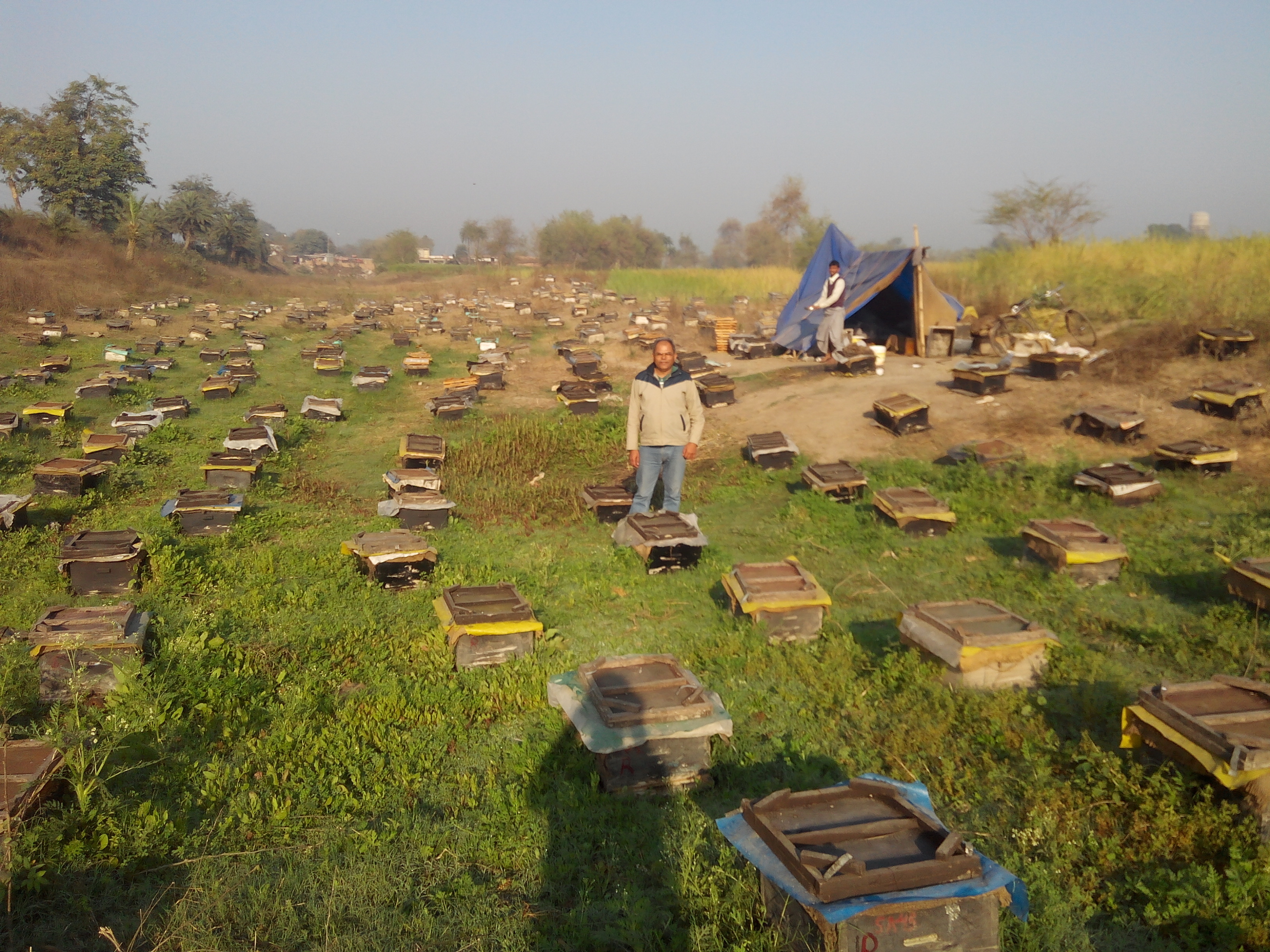 Honey Processing Consultancy Service