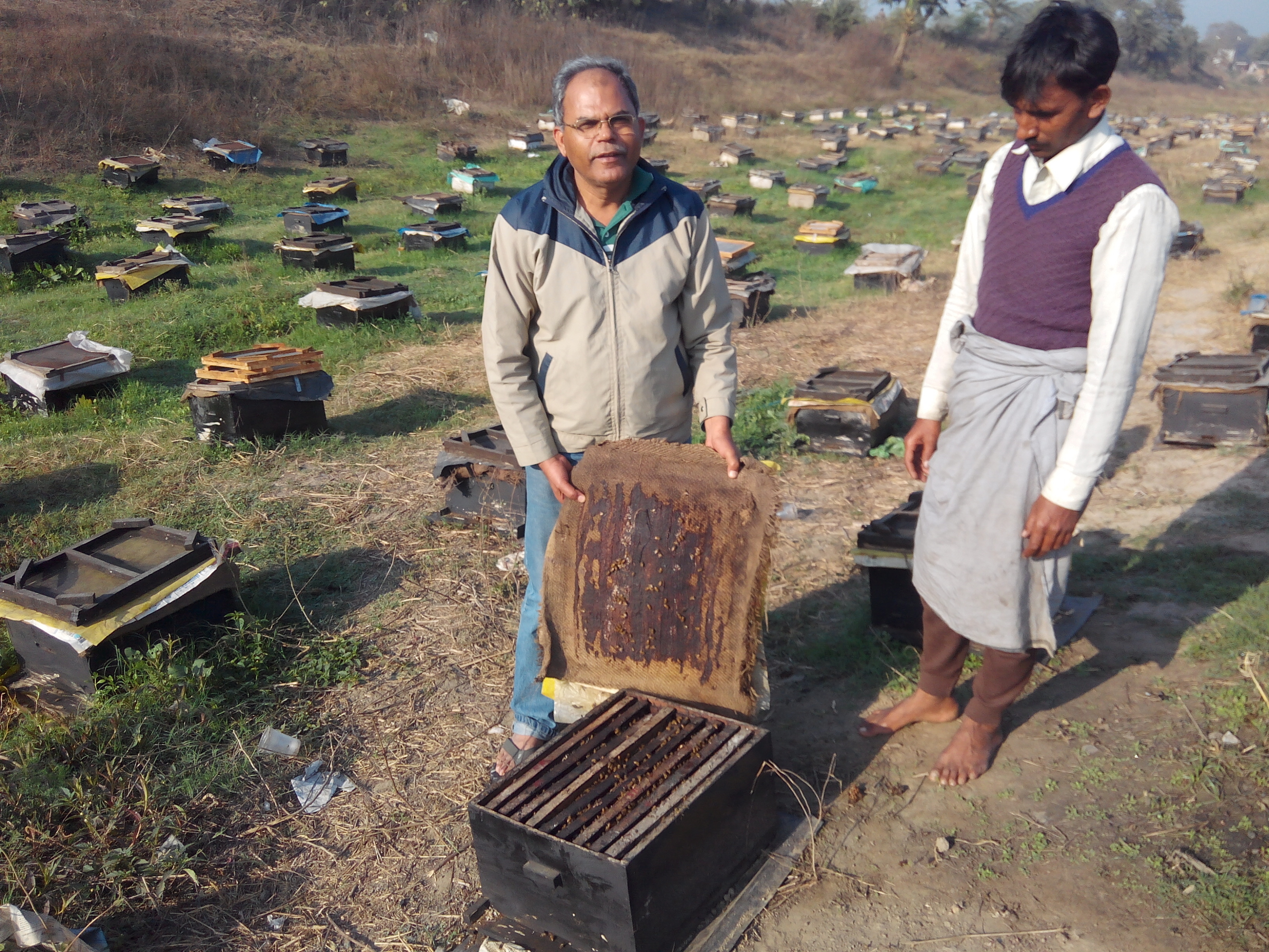 Honey Processing Consultancy Service