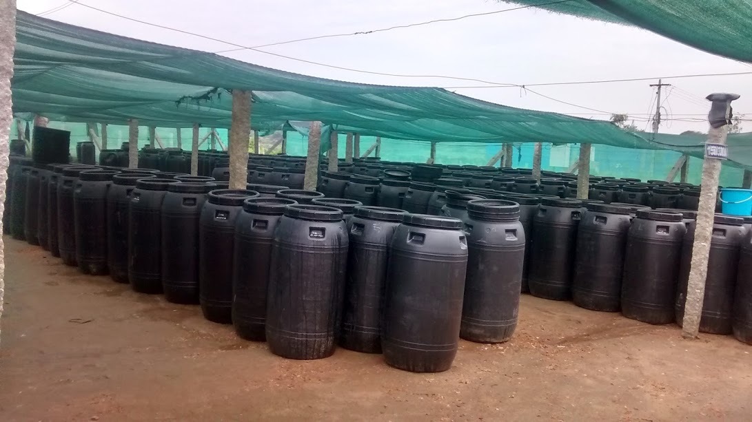 Pickle Making Consultancy