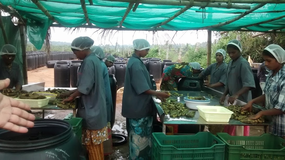 Food Processing Consulting