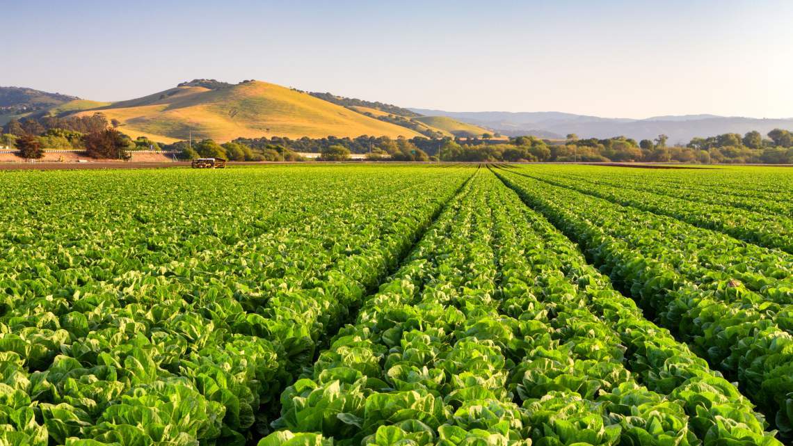 Agricultural Usage - Composting Formulations, Raw Material Selection, Plant Design | Efficiency, Productivity, Technology Consulting