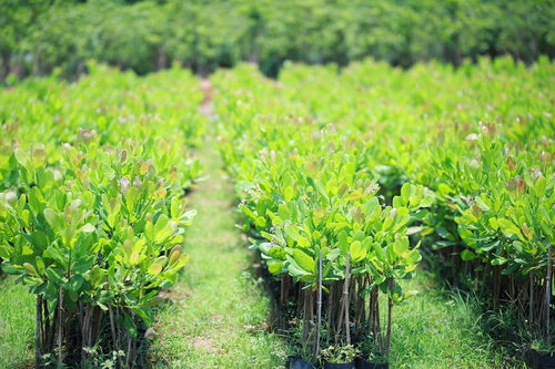 Cashewnut Plants