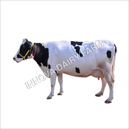 Hf White Cow - Color: Black