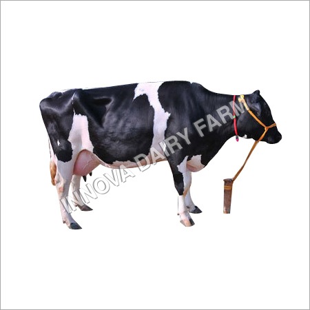 भारतीय एचएफ गाय