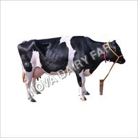 Indian Hf Cow At Best Price In Karnal Haryana Innova Dairy Farm