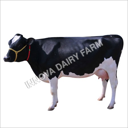 Black And White Hf Cow - Gender: Female
