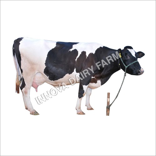 Best Quality Hf Cow - Color: Black