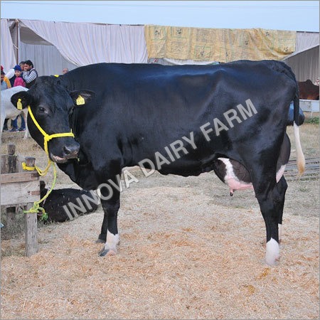 Hf Heifer Cow - Color: Black