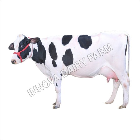 Holstein Friesian Cow - Color: Black And White