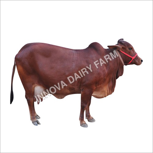 Sahiwal Cow - Black Color , Ideal for Home and Dairy Use