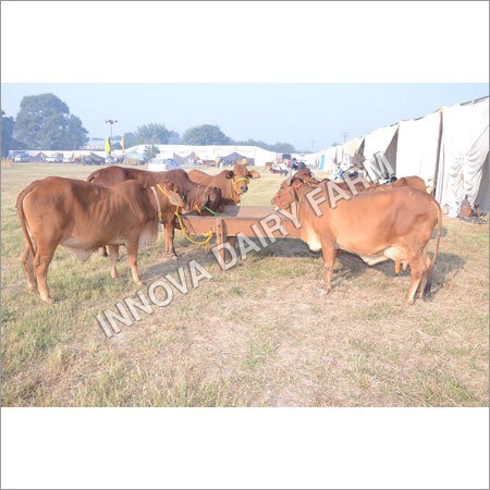 Black Livestock Sahiwal Cow