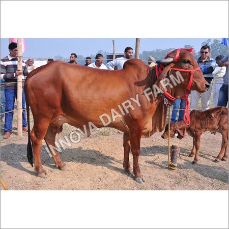 Dairy Sahiwal Cow