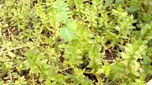 Herbal Extract\\