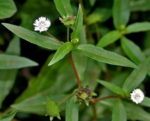 Bhiringraj (Eclipta Alba)