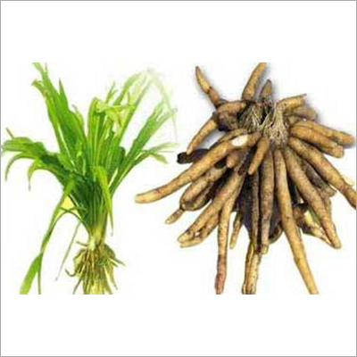 सफ़ेद मुस्लिम पौधे