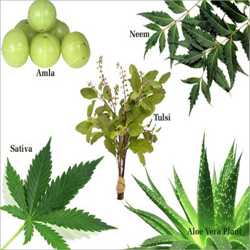 Medicinal Herbal Plant