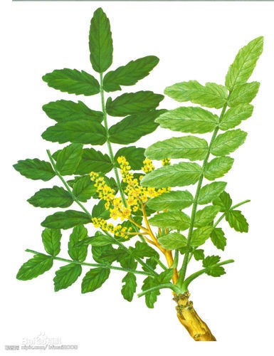 Boswellia Extract 60%