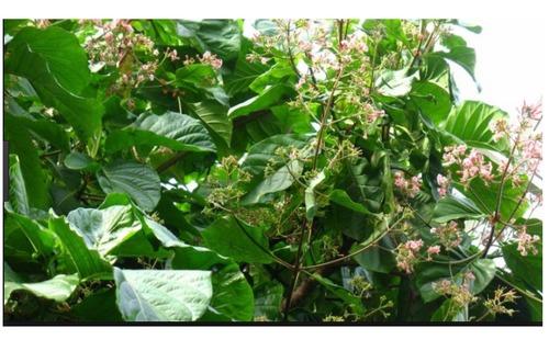 Cinchona Bark 4% Qunine