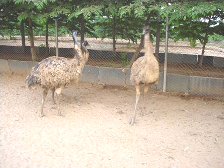 पोषक EMU पक्षियों का उत्पाद