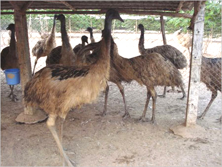 EMU पक्षी