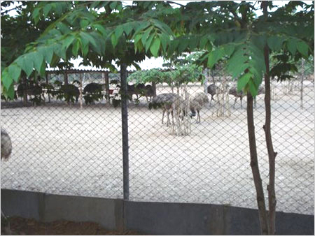 EMU पक्षी उत्पाद