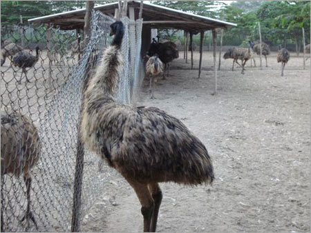 EMU चूजें
