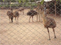 Emu Birds (Fence Walker)